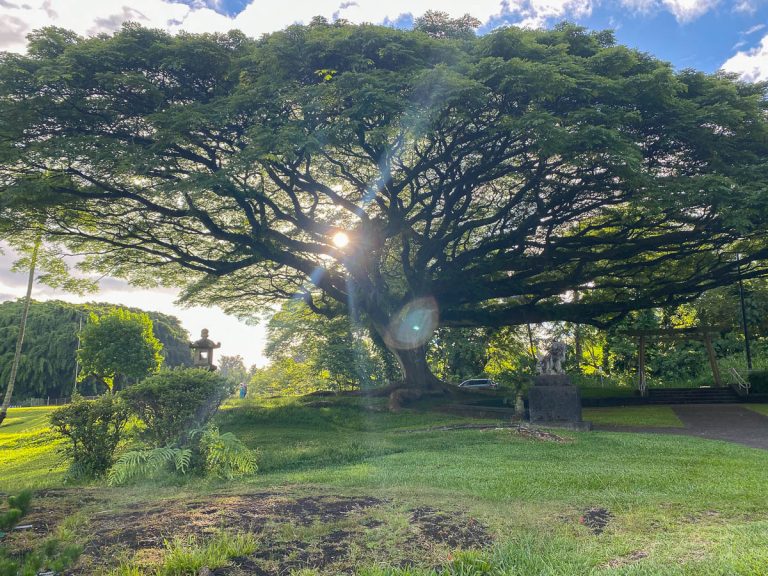 Beautiful Banyan tree at Hilo