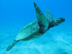 tortoise in the big island ocean