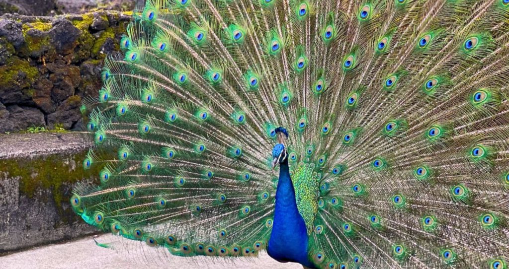 a photo of a beautiful blue peacock spreading its green feathers during the Pana'ewa Rainforest Zoo Tour in Big Island, Hawaii