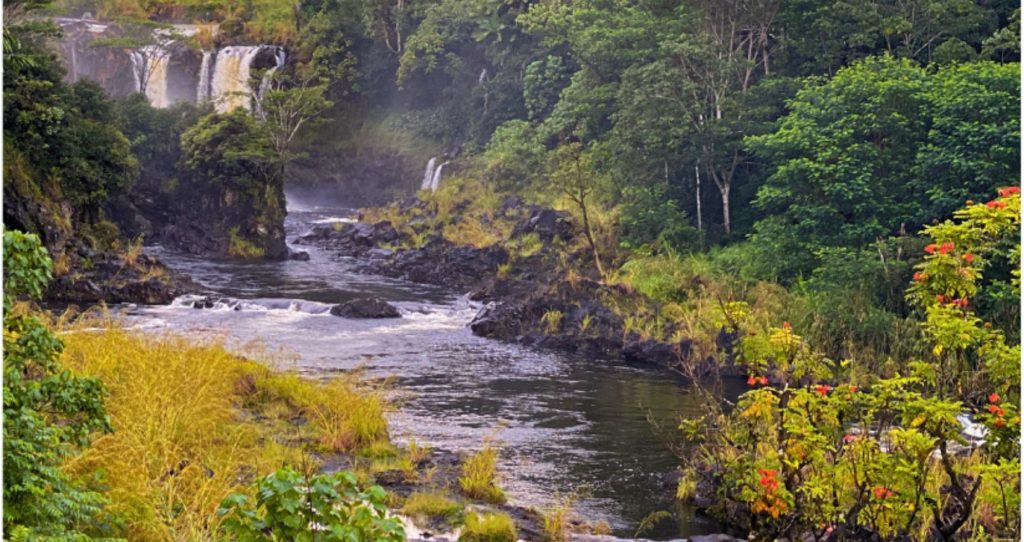 lush beauty of the Big Island's tropical rainforest during the Hawaii Waterfall Tour