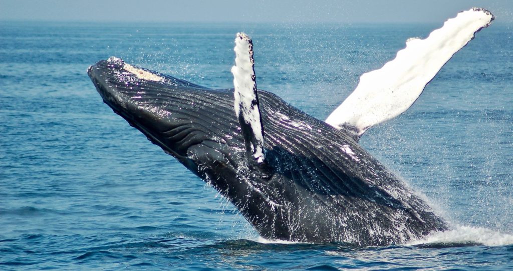 a humpback whale breaching on the blue sea waters of Big Island, Hawaii