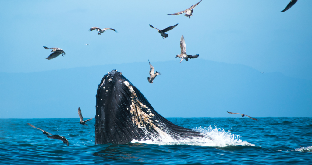 whale in big island with birds in the sky