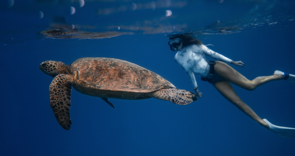 a female diver swimming with a big sea turtle in the deep waters of the Big Island
