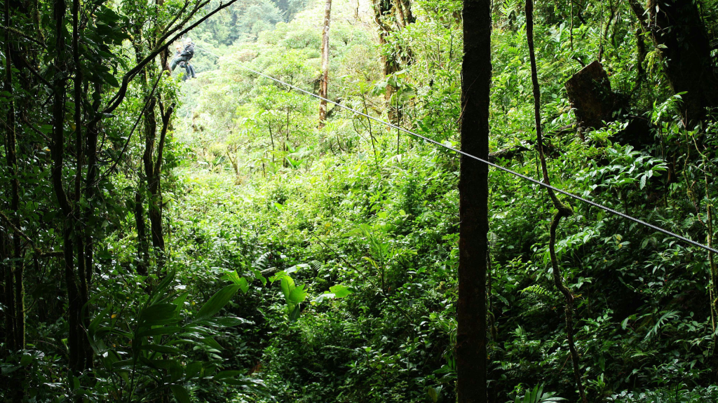 A person riding a zip line through a lush green forest surrounded by trees and bushes.