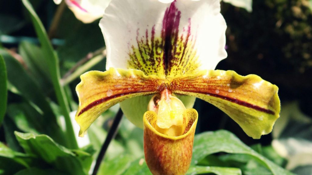 A close-up of a bright, blossoming orchid flower in full sunlight