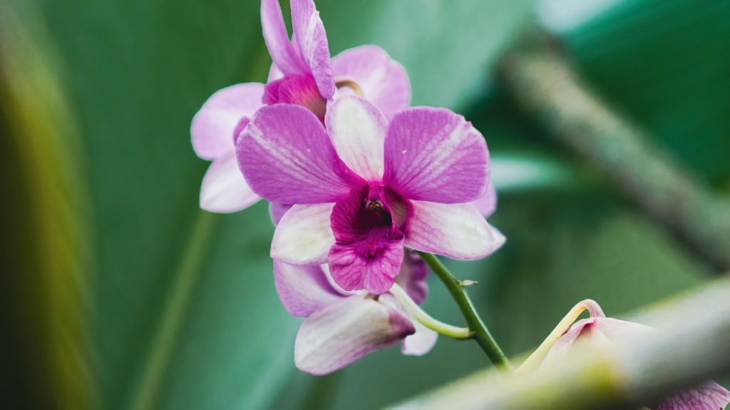 a pink and white flower with leaves on the background.