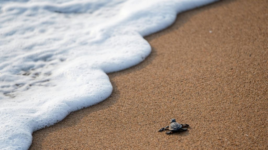 A small turtle walking along a sandy beach near the ocean with waves crashing in the background
