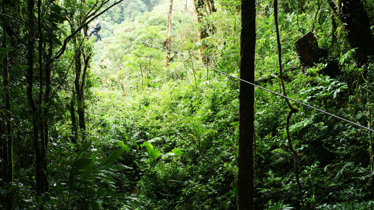 A person riding a zip line through a lush green forest surrounded by trees and bushes.