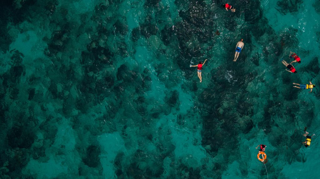 people snorkeling in the sea