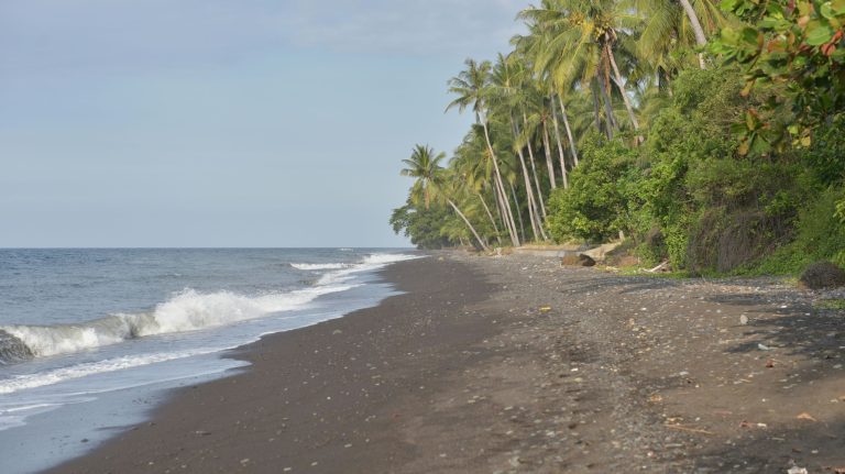 Black sand beach with tall coconut trees on the sea shore.