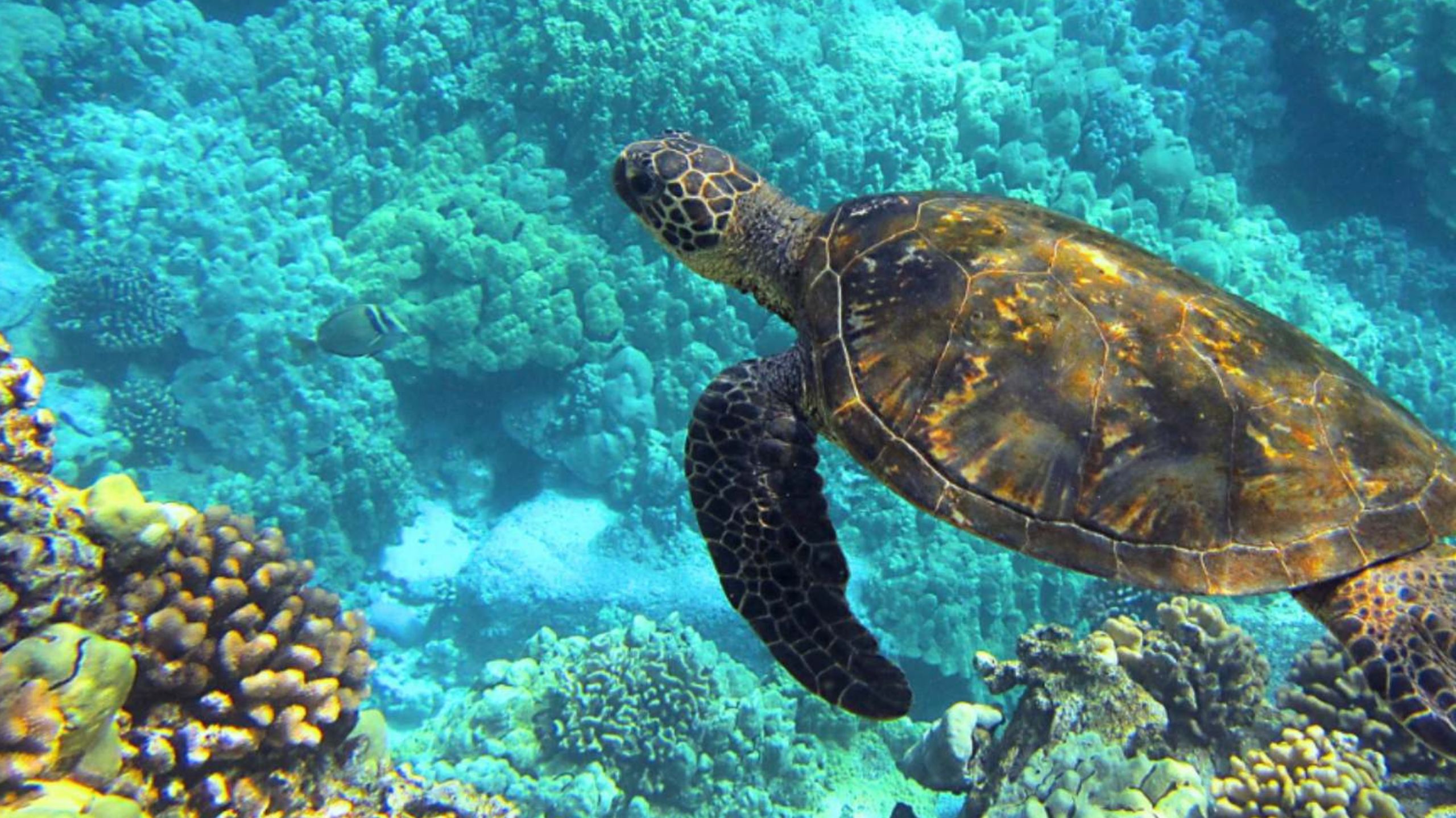 turtle swimming in the ocean