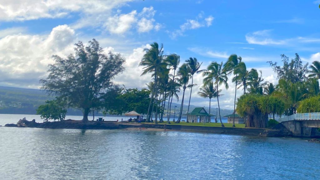 Tall coconut trees with a view of the beach