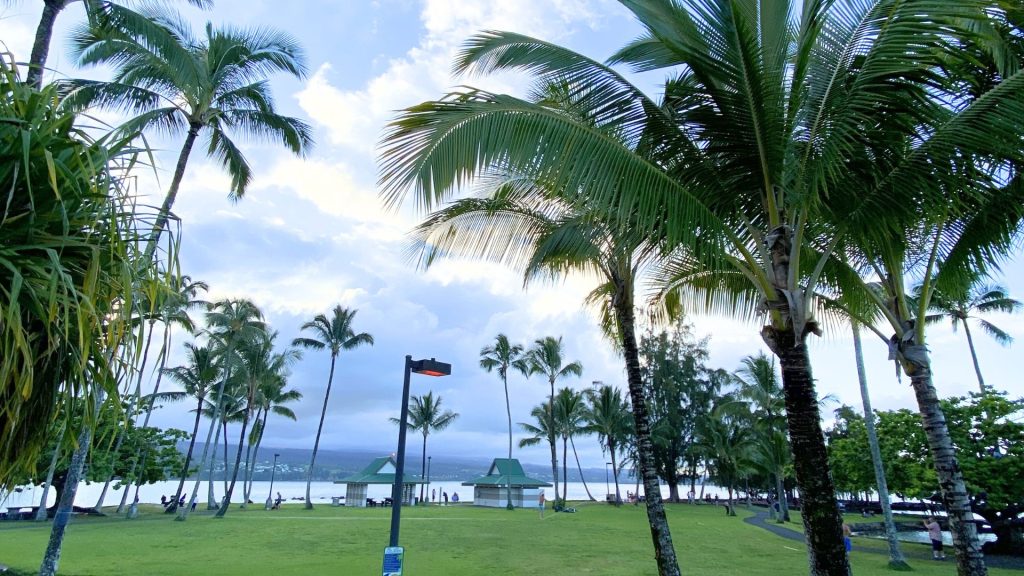 Coconut trees standing tall and surrounding the island