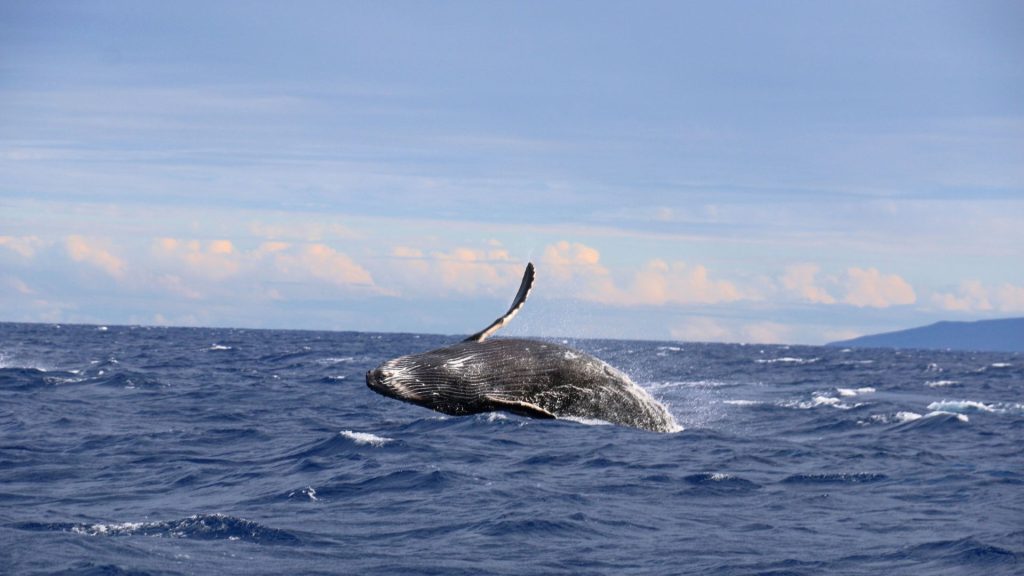 Whale leaping out of the sea under a bright sky