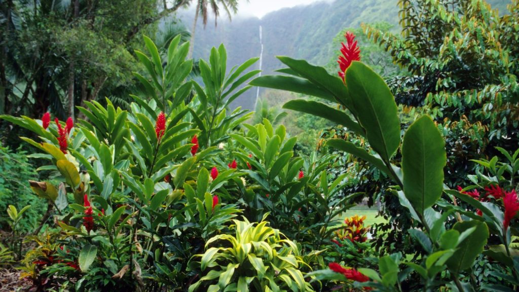 Green forest filled with plants and flowers