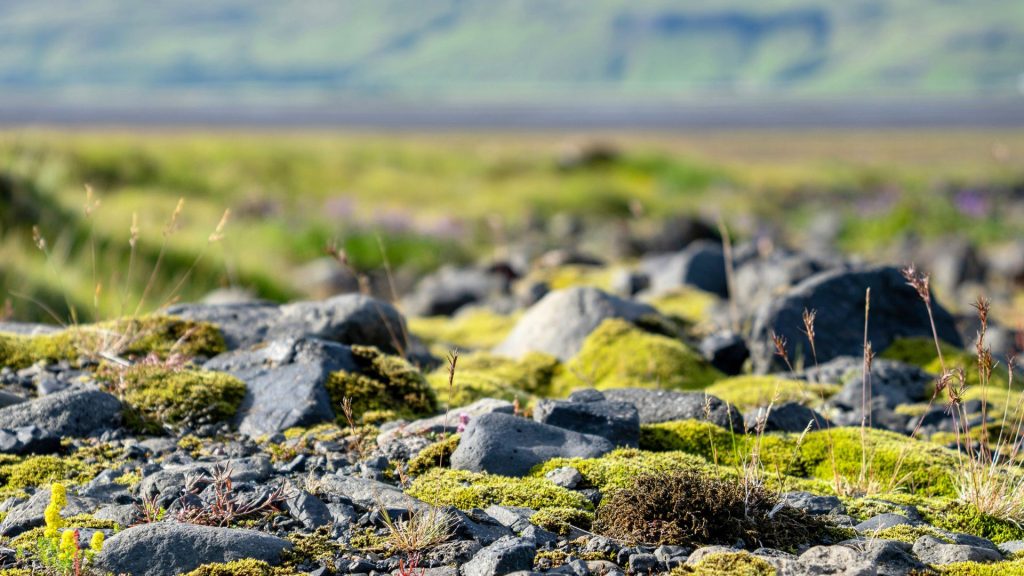 Small plants growing on thr trail's lava rocks